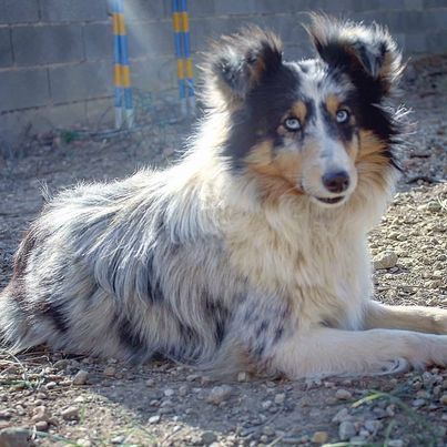 Les Shetland Sheepdog de l'affixe Du Lac De Glassi