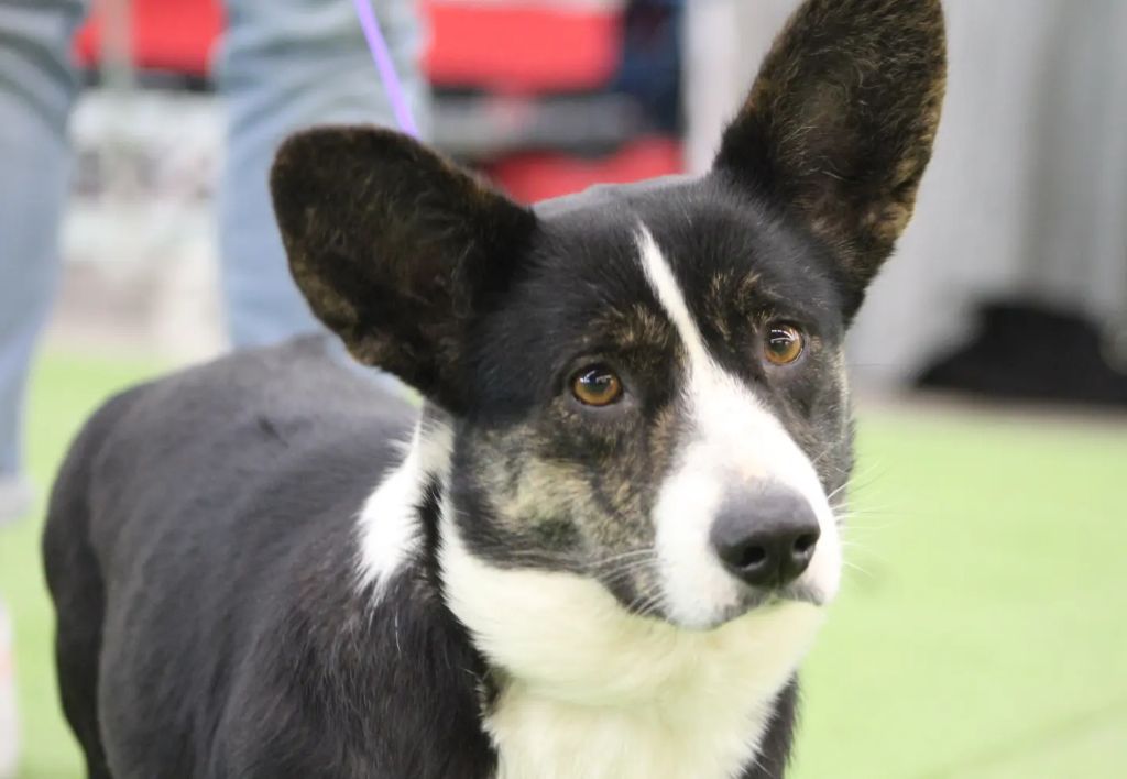 Les Welsh Corgi Cardigan de l'affixe Du Lac De Glassi