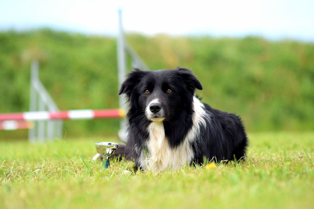 Tarent'uno Des Shetland Des Pyrenees