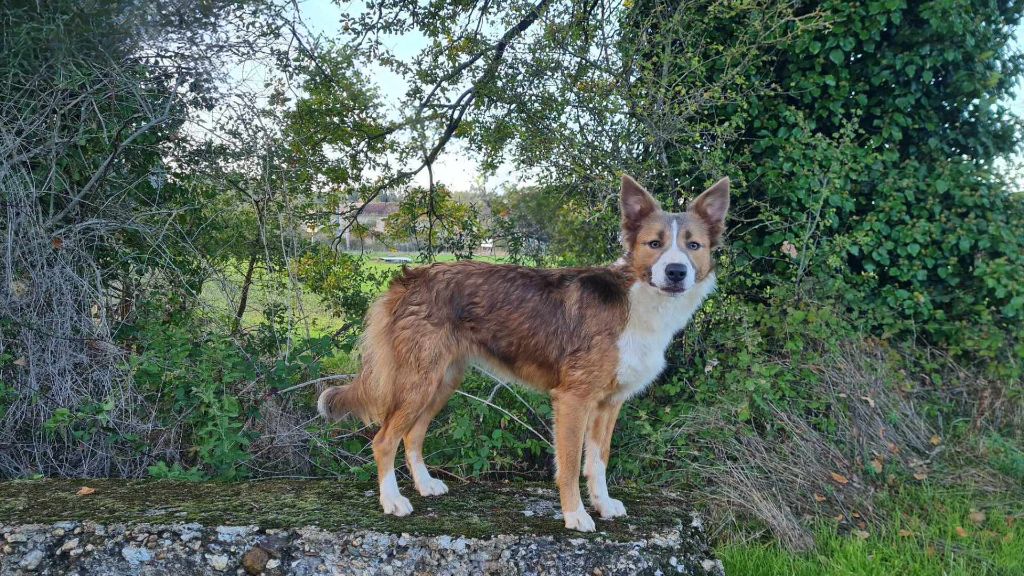 Les Border Collie de l'affixe Du Lac De Glassi