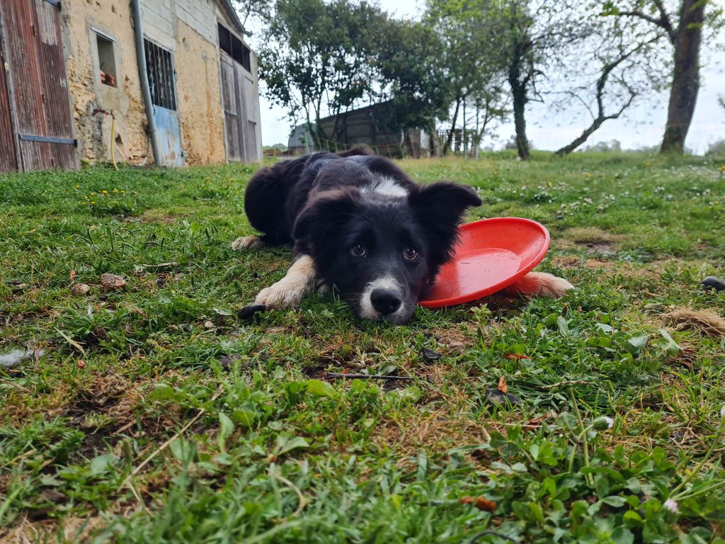 Tarent'uno Des Shetland Des Pyrenees