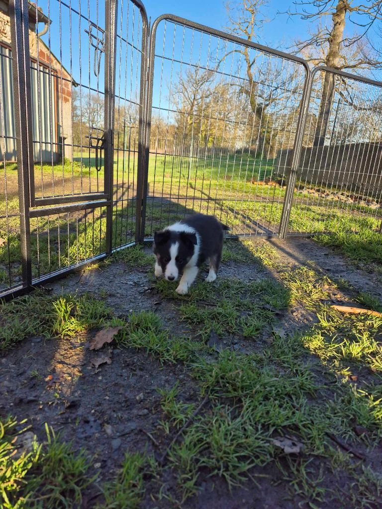 Du Lac De Glassi - Chiot disponible  - Shetland Sheepdog