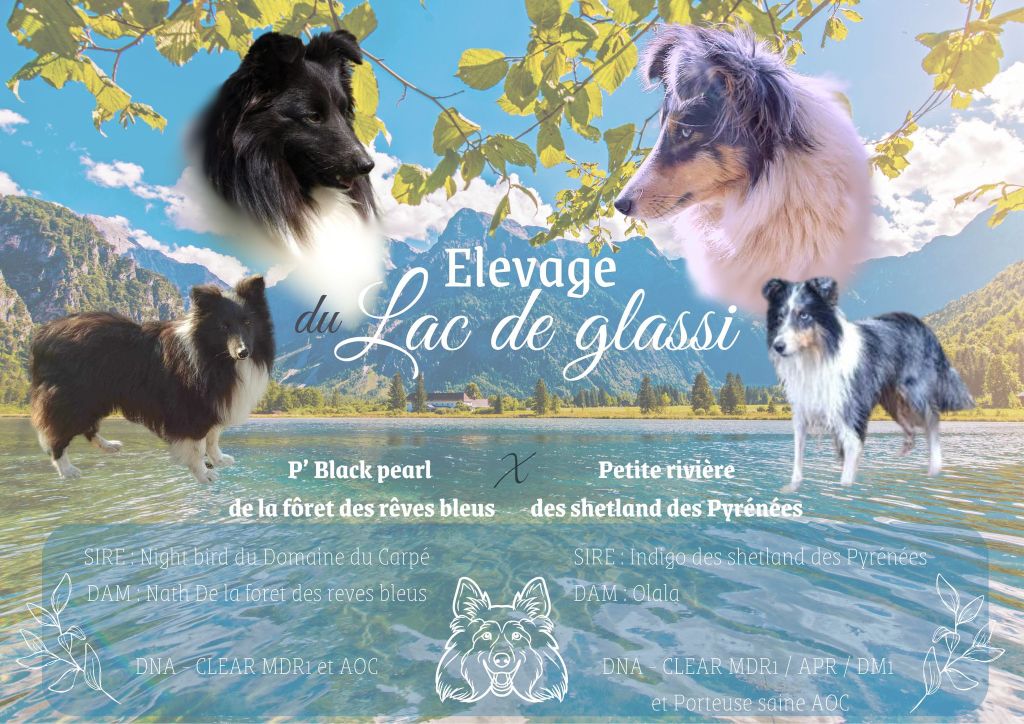 chiot Shetland Sheepdog Du Lac De Glassi