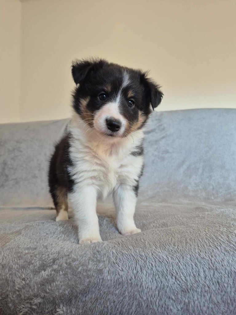 Du Lac De Glassi - Chiot disponible  - Shetland Sheepdog