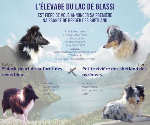 chiot Shetland Sheepdog Du Lac De Glassi