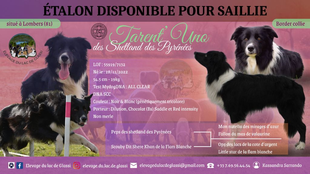 Tarent'uno Des Shetland Des Pyrenees