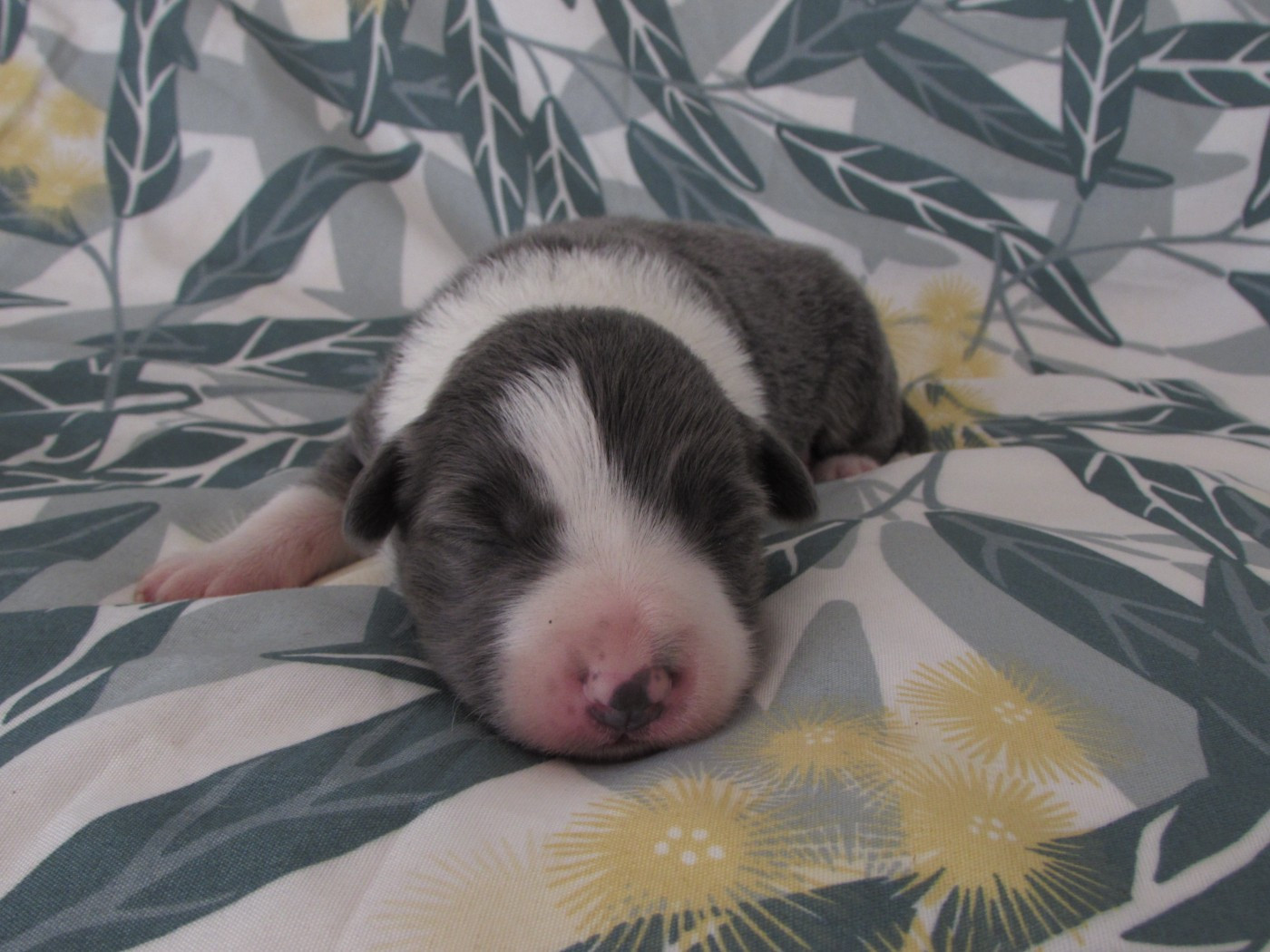 Du Lac De Glassi - Chiots disponibles - Border Collie