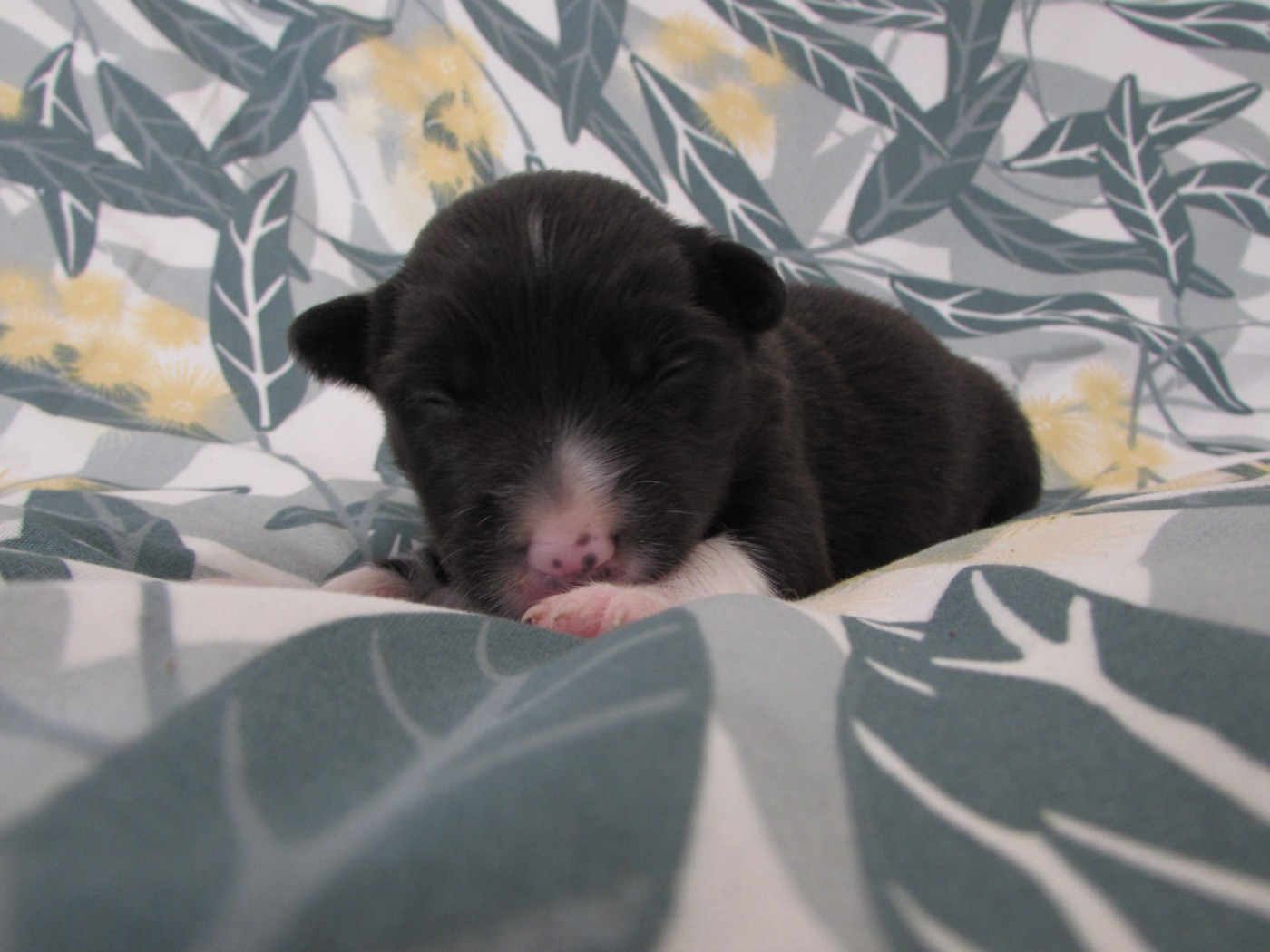 Du Lac De Glassi - Chiots disponibles - Border Collie