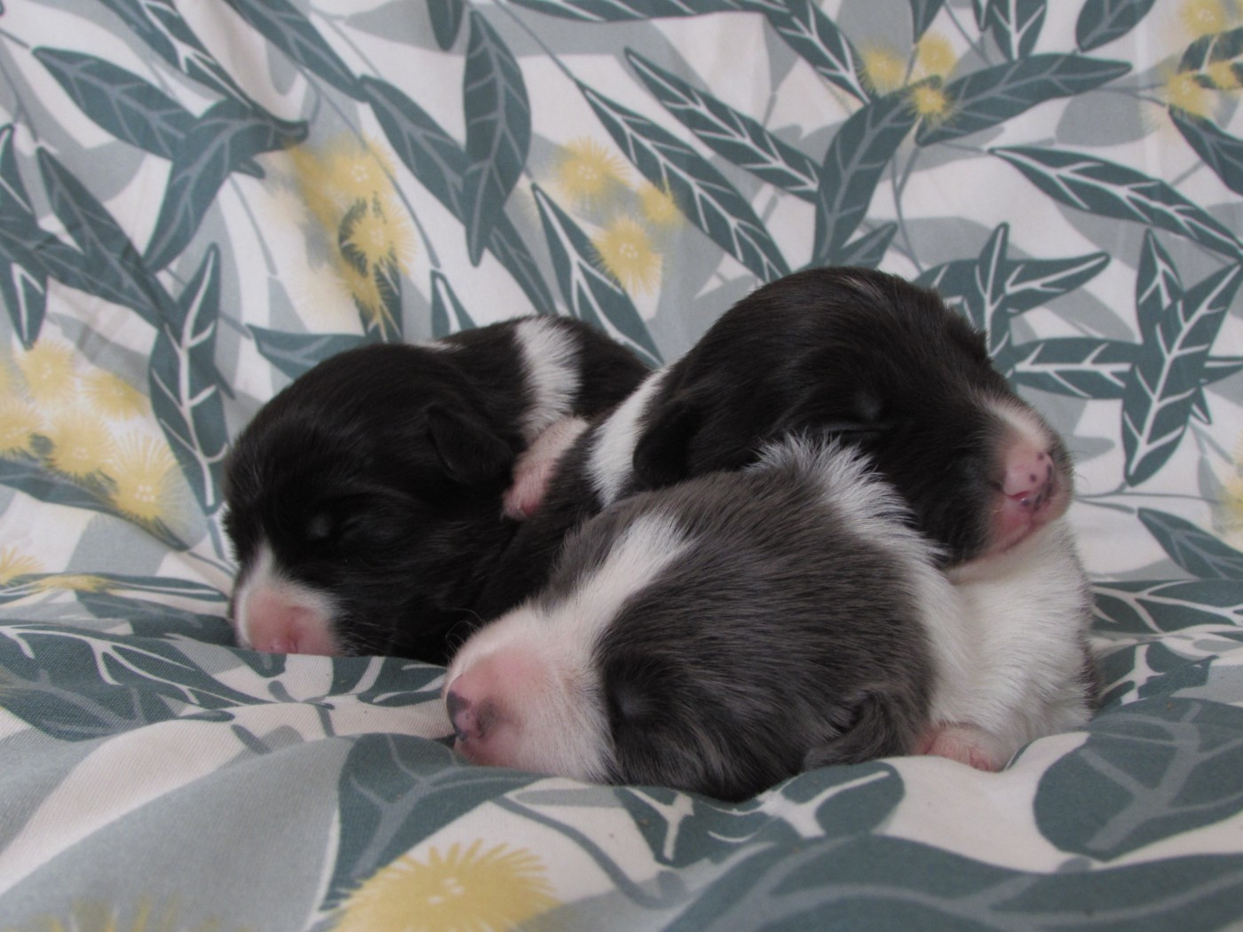 Chiot Border Collie Du Lac De Glassi