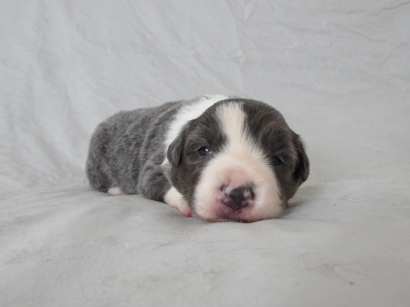 Du Lac De Glassi - Chiots disponibles - Border Collie