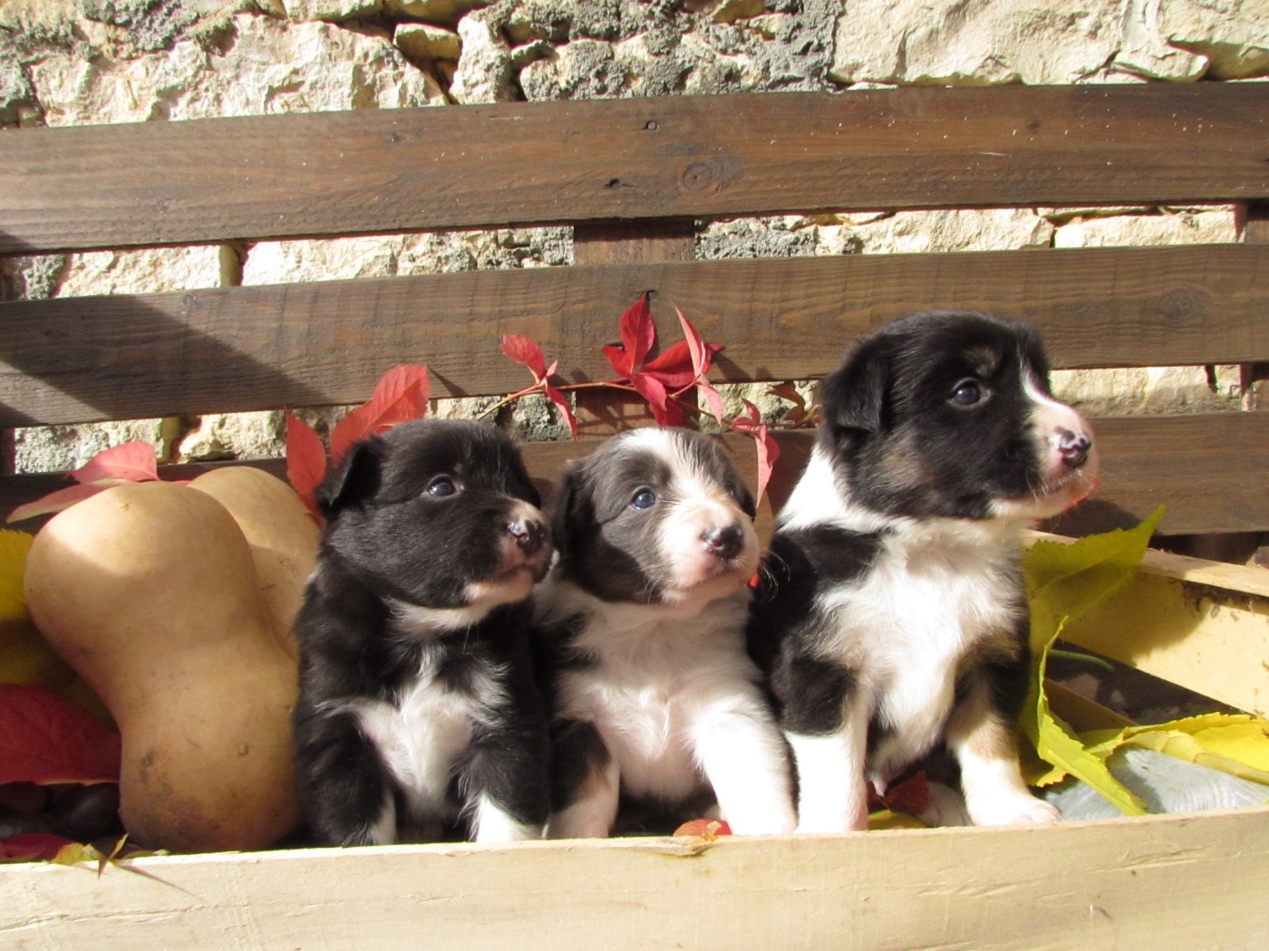 Chiot Border Collie Du Lac De Glassi