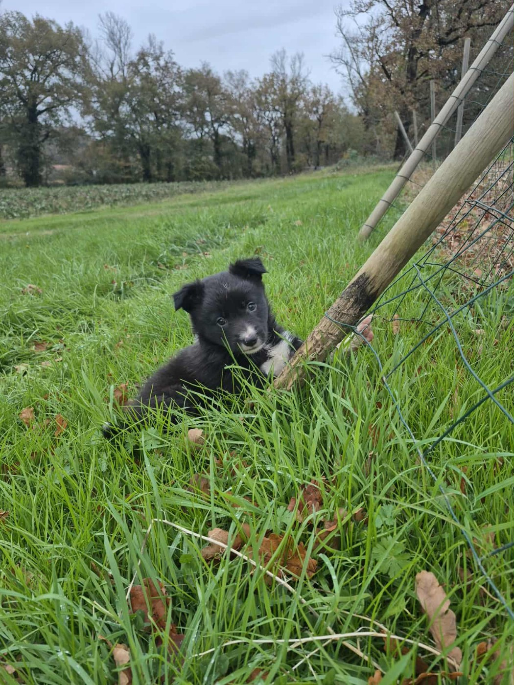 Du Lac De Glassi - Chiots disponibles - Border Collie