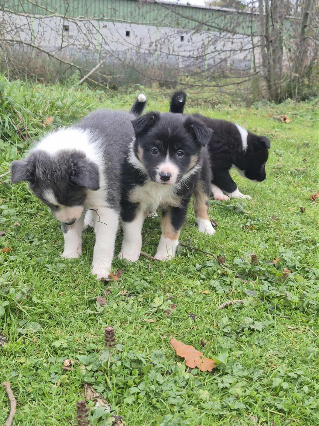 Du Lac De Glassi - Chiots disponibles - Border Collie