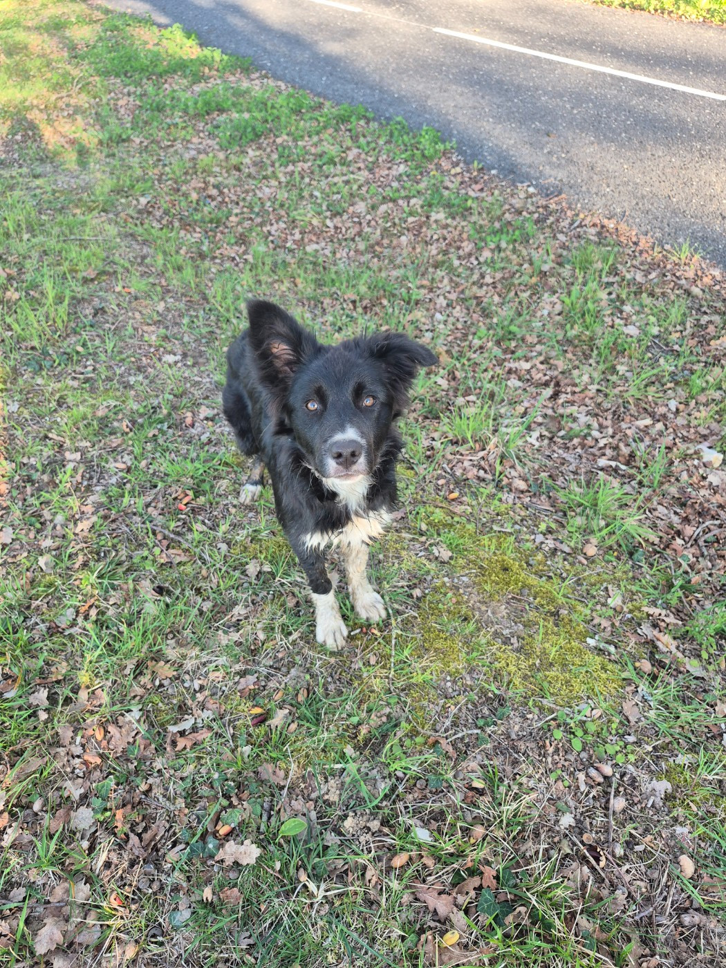 Du Lac De Glassi - Chiots disponibles - Border Collie