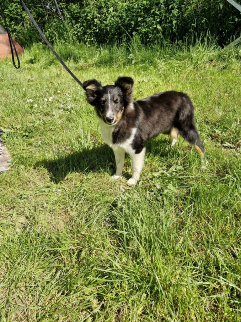 Du Lac De Glassi - Chiots disponibles - Shetland Sheepdog